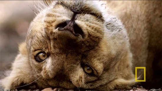 cool-National-Geographic-photographer-lion-camera-close-up