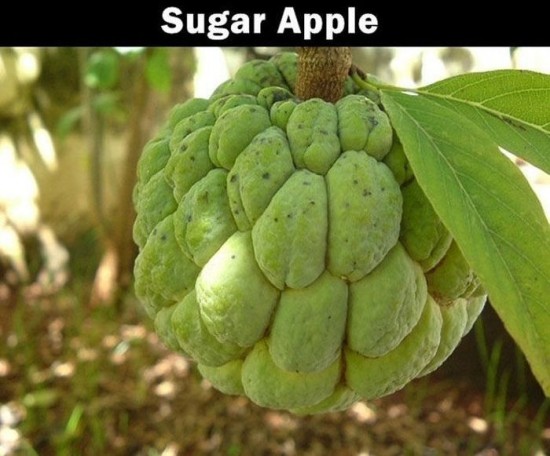 20 Fruits that you probably never heard about 012
