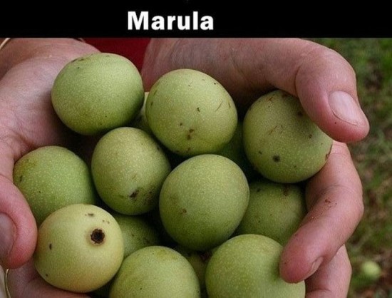 20 Fruits that you probably never heard about 013