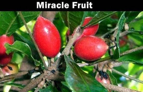 20 Fruits that you probably never heard about 017