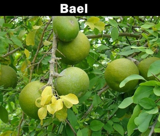 20 Fruits that you probably never heard about 019