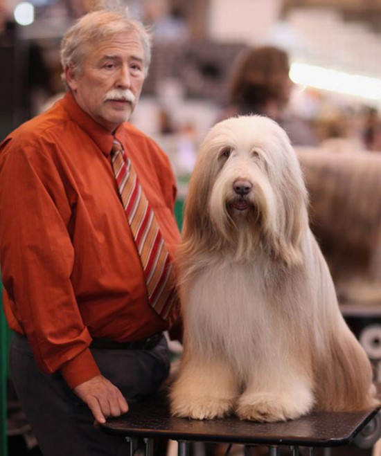 26 Dogs That Look Like Their Owners 003