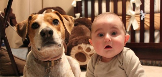 26 Dogs That Look Like Their Owners 004