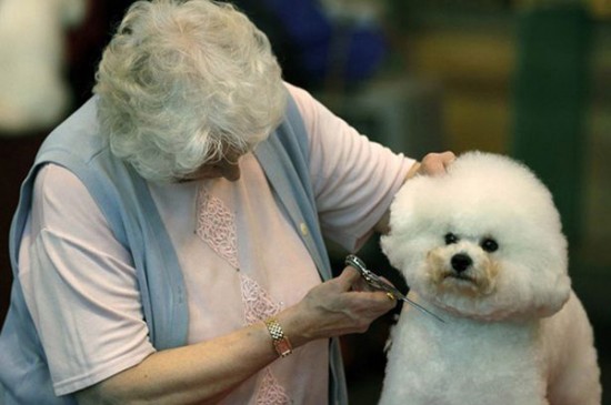 26 Dogs That Look Like Their Owners 017