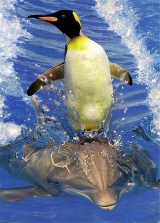 28 Random Animals Being Totally Awesome 011