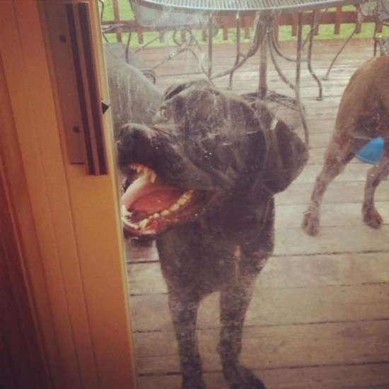30 Hilarious Dogs That Forgot How to Dog 004
