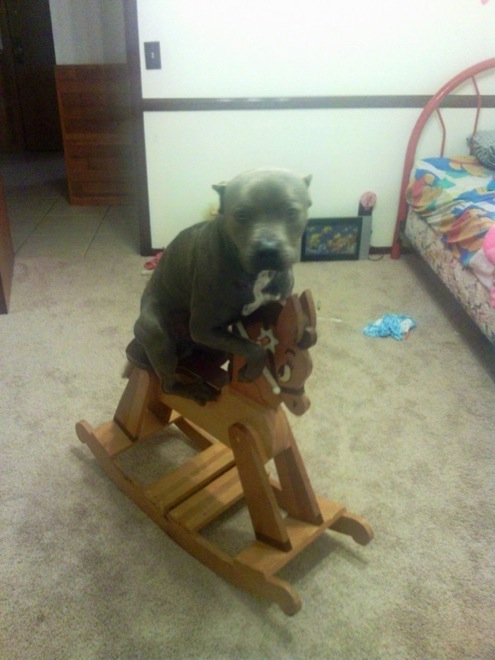 30 Hilarious Dogs That Forgot How to Dog 007