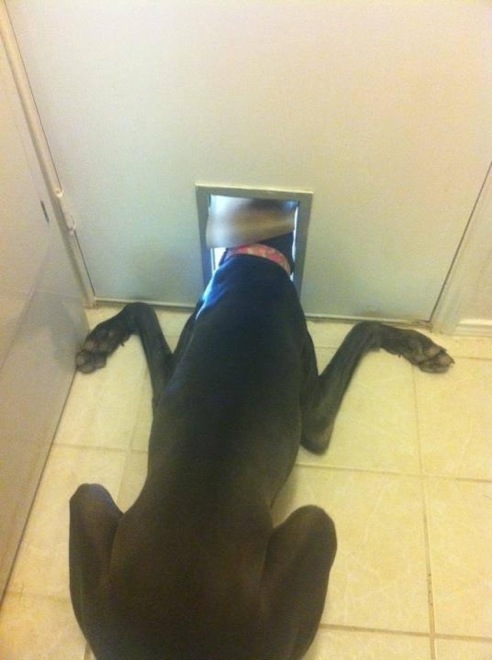 30 Hilarious Dogs That Forgot How to Dog 008