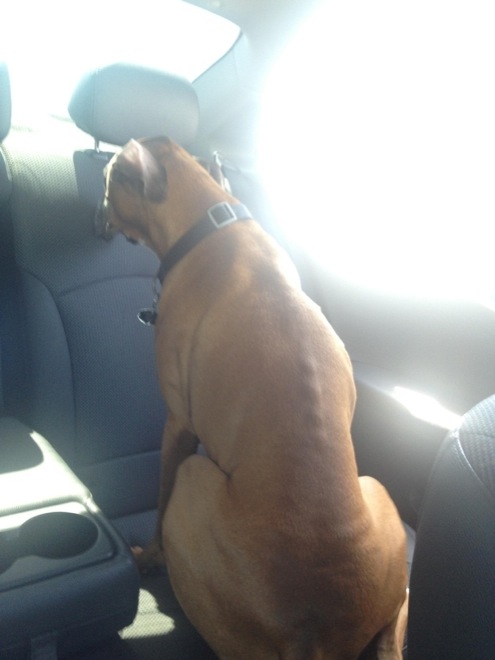 30 Hilarious Dogs That Forgot How to Dog 009