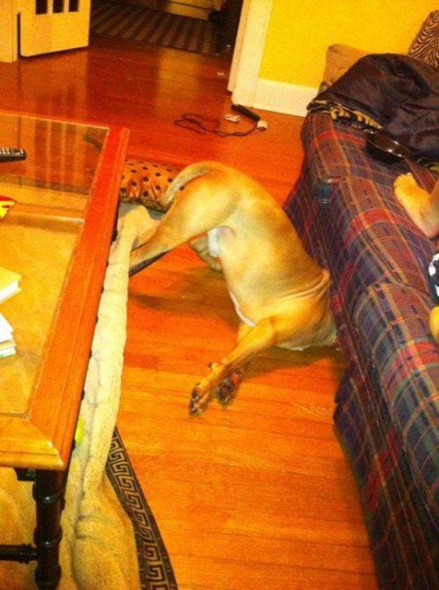 30 Hilarious Dogs That Forgot How to Dog 010
