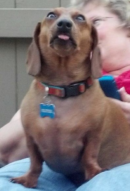 30 Hilarious Dogs That Forgot How to Dog 014