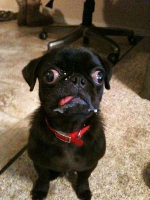 30 Hilarious Dogs That Forgot How to Dog 017