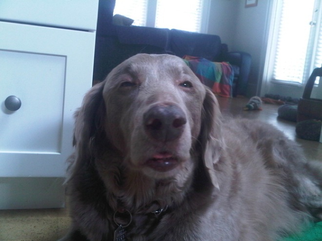 30 Hilarious Dogs That Forgot How to Dog 019