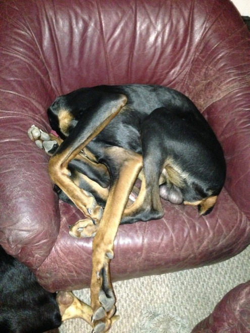 27 Hilarious Dogs That Forgot How to Dog - FunCage