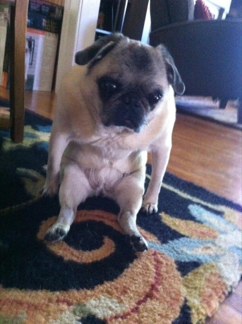 30 Hilarious Dogs That Forgot How to Dog 023