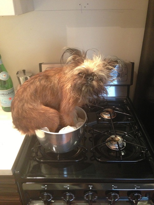30 Hilarious Dogs That Forgot How to Dog 026