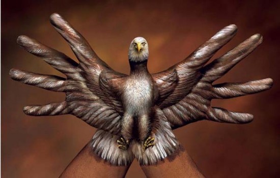Bald eagle – Guido Daniele