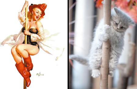 Cats That Look Like Pin-up Girls 005