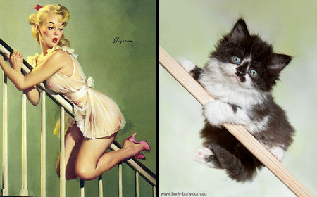 Cats That Look Like Pin-up Girls 007