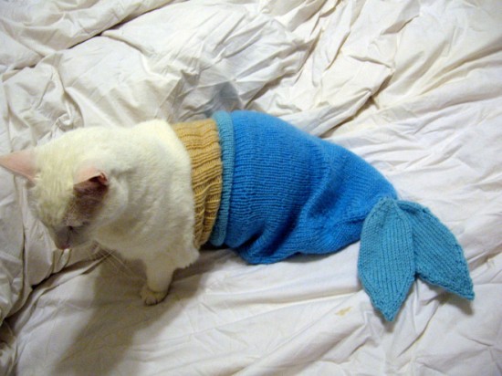 Cats in Stupid Costumes 010