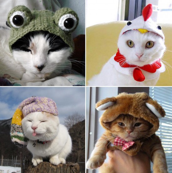Cats in Stupid Costumes 011