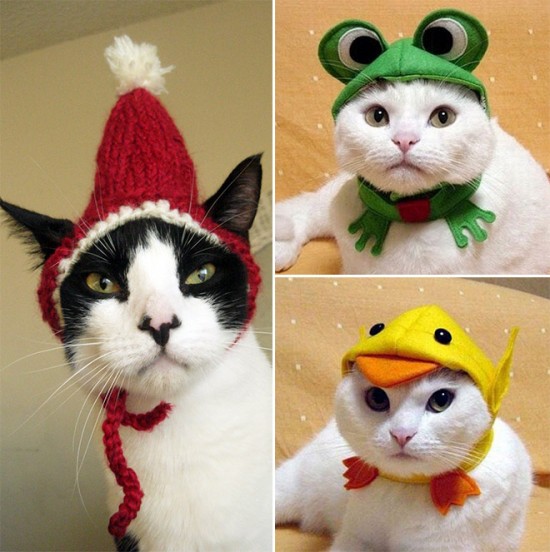 Cats in Stupid Costumes 013