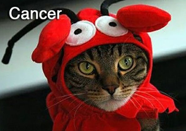 Cats of the Zodiac 004