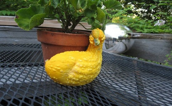 Duck or gourd