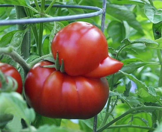 Ducky or Tomato