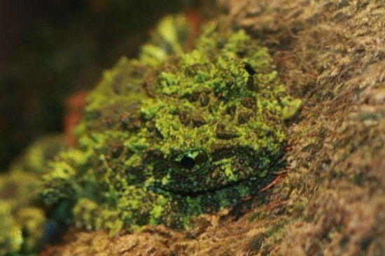 Mossy Frog