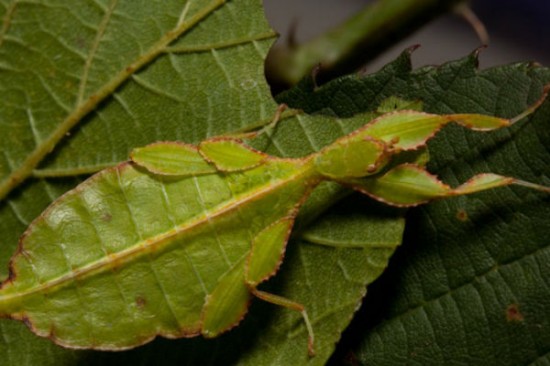 Phylliidae Leaf Bug