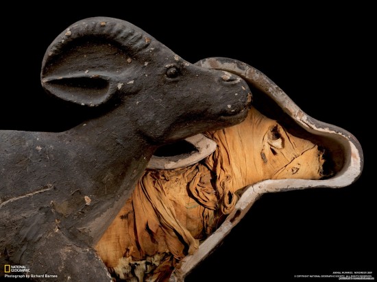 Queen’s pet gazelle was readied for eternity with the same lavish care as a member of the royal family. In fine, blue-trimmed bandages and a custom-made wooden coffin, it accompanied its owner to the grave in about 945 BC