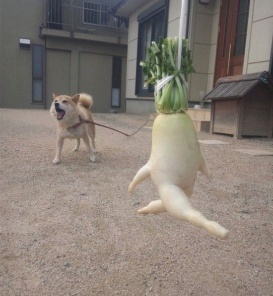 Runaway radish