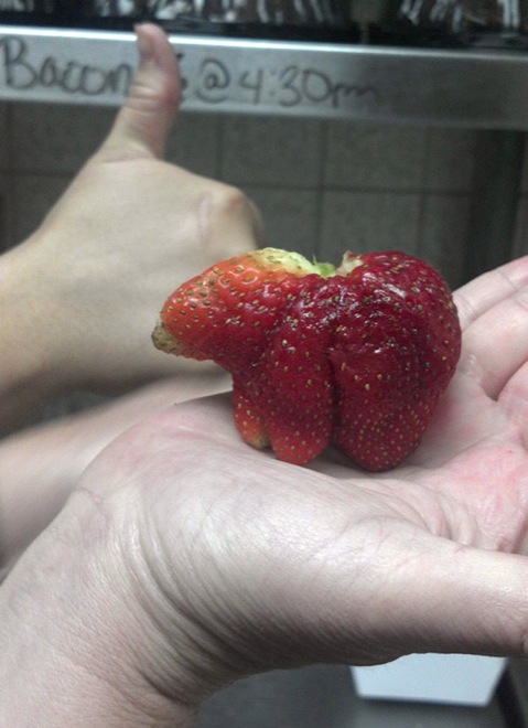 Strawberry or bear