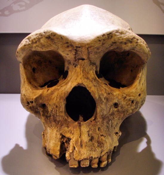 The Kabwe skull – 125,000 – 300,000 year old fossilized skull of an extinct human species found in 1921, near the town of Kabwe in Zambia