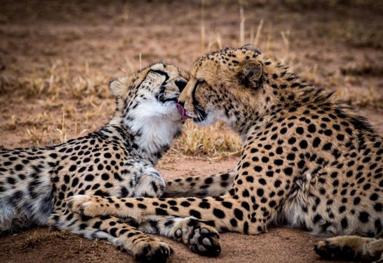 15 Beautiful Pictures Of Animals Kissing 005
