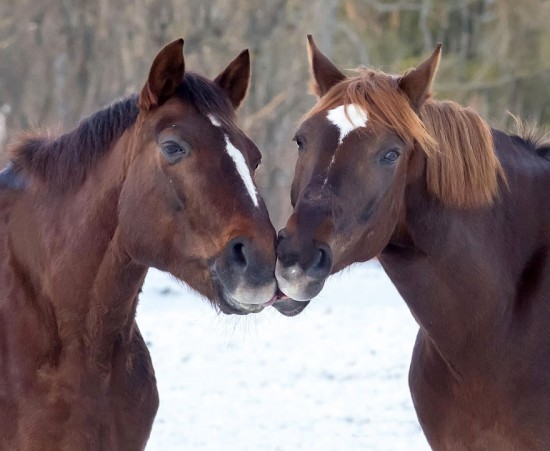 15 Beautiful Pictures Of Animals Kissing 006