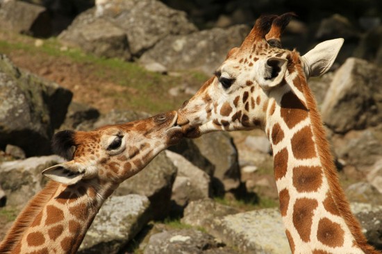 15 Beautiful Pictures Of Animals Kissing 007