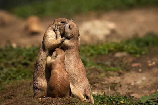 15 Beautiful Pictures Of Animals Kissing 010