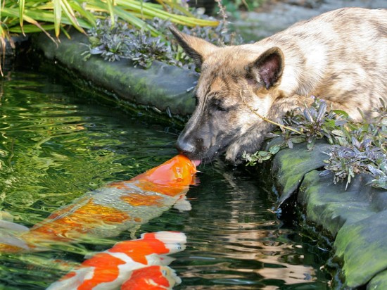 15 Beautiful Pictures Of Animals Kissing 015