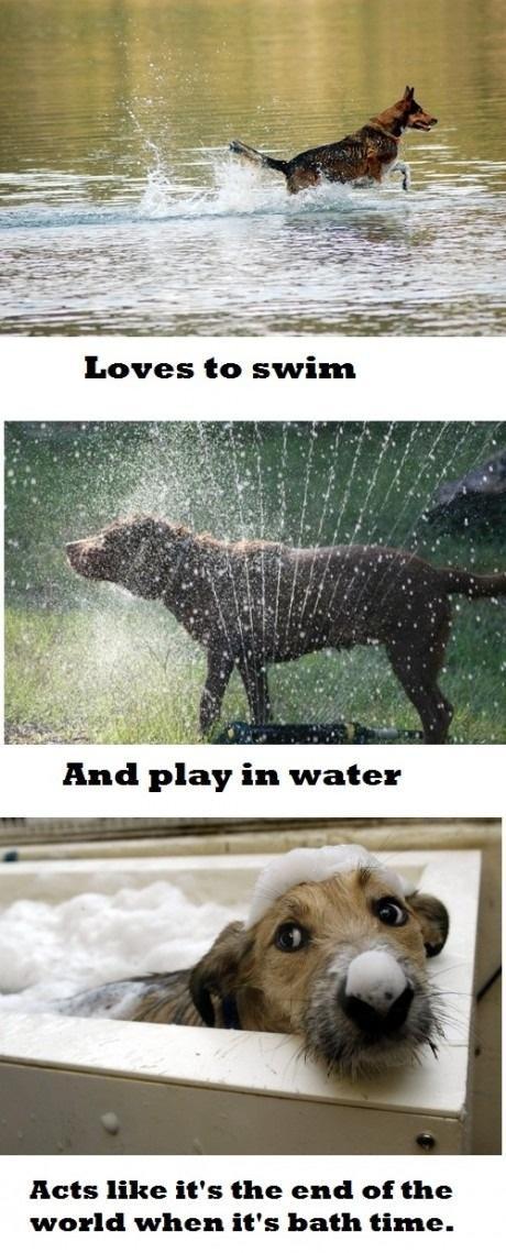 28 Things Only Dog Owners Will Understand 004