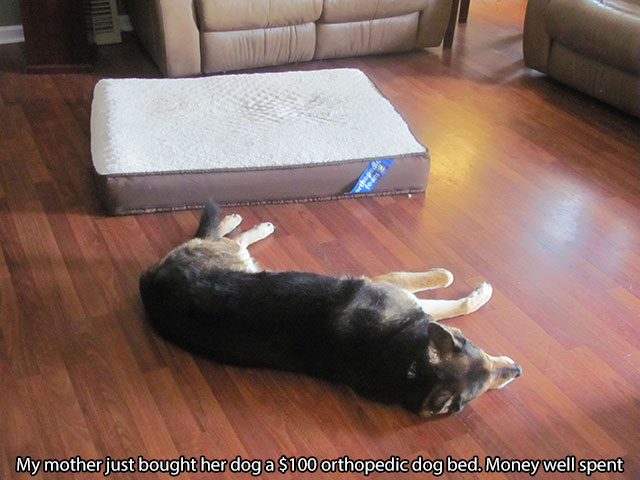 28 Things Only Dog Owners Will Understand 009