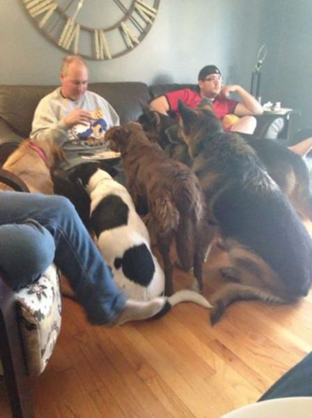 28 Things Only Dog Owners Will Understand 011