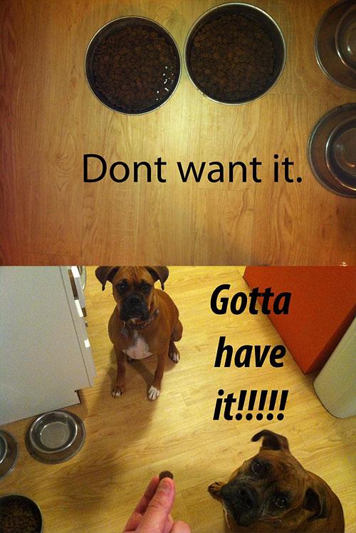 28 Things Only Dog Owners Will Understand 013