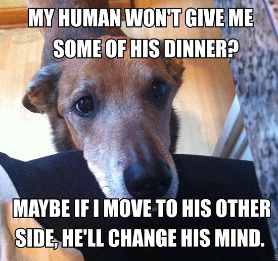 28 Things Only Dog Owners Will Understand 023