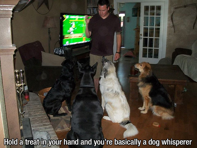 28 Things Only Dog Owners Will Understand 024