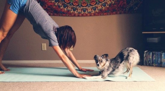 34 Animals That Can Yoga Better Than You 006