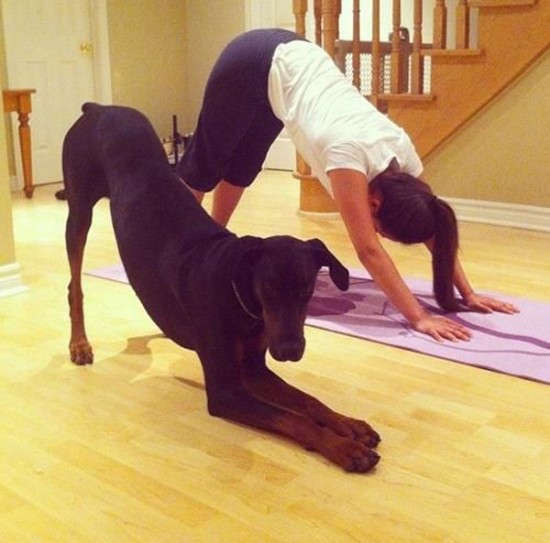 34 Animals That Can Yoga Better Than You 017