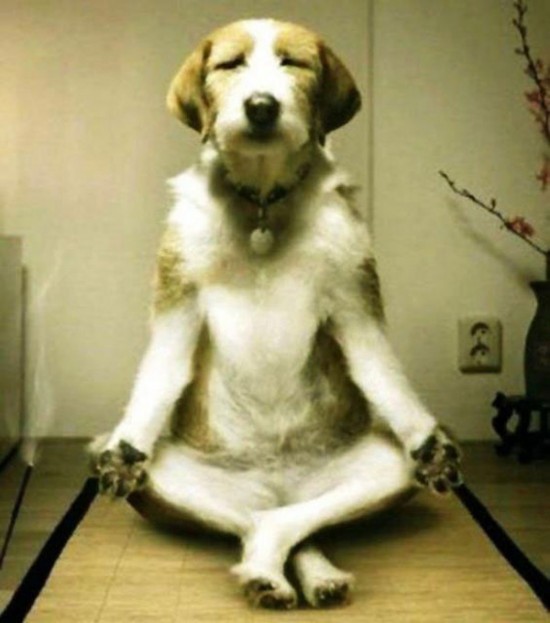 34 Animals That Can Yoga Better Than You 018