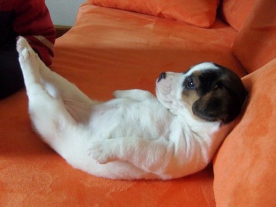 34 Animals That Can Yoga Better Than You 019